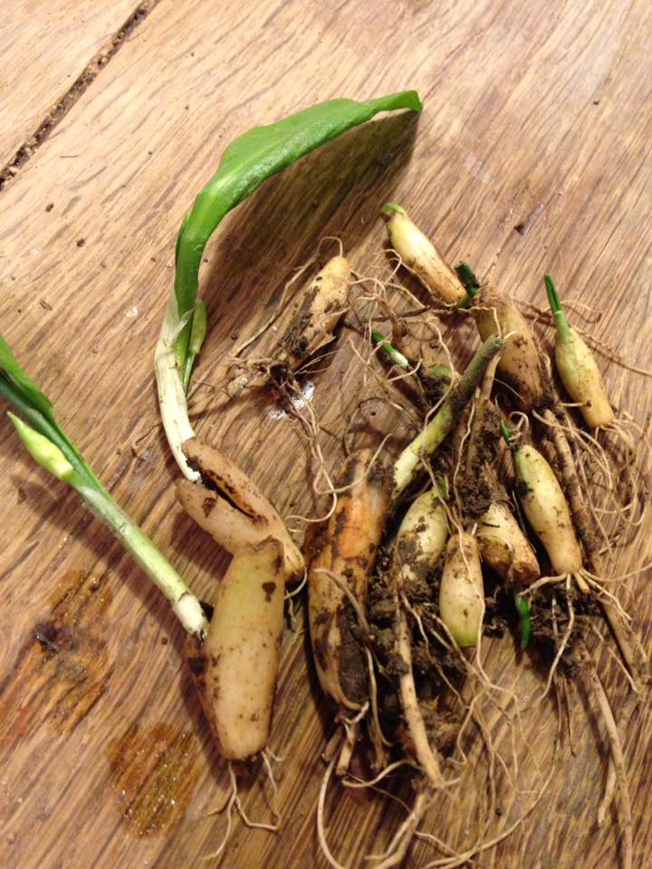 16603136_10211393232642237_3997164903407923097_n