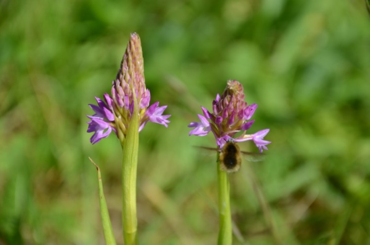 UNADJUSTEDNONRAW_thumb_8d4